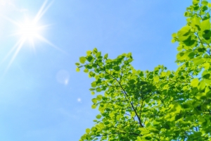 草刈り・草むしりを自分でおこなうリスク