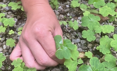 お庭の状態にあわせた草刈り・草むしり